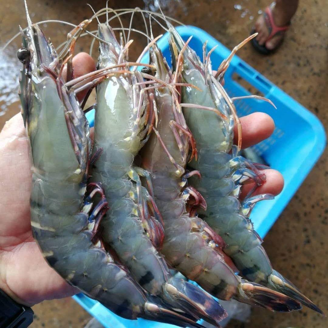 Fresh Tiger Prawn 25 - 35pcs/kg