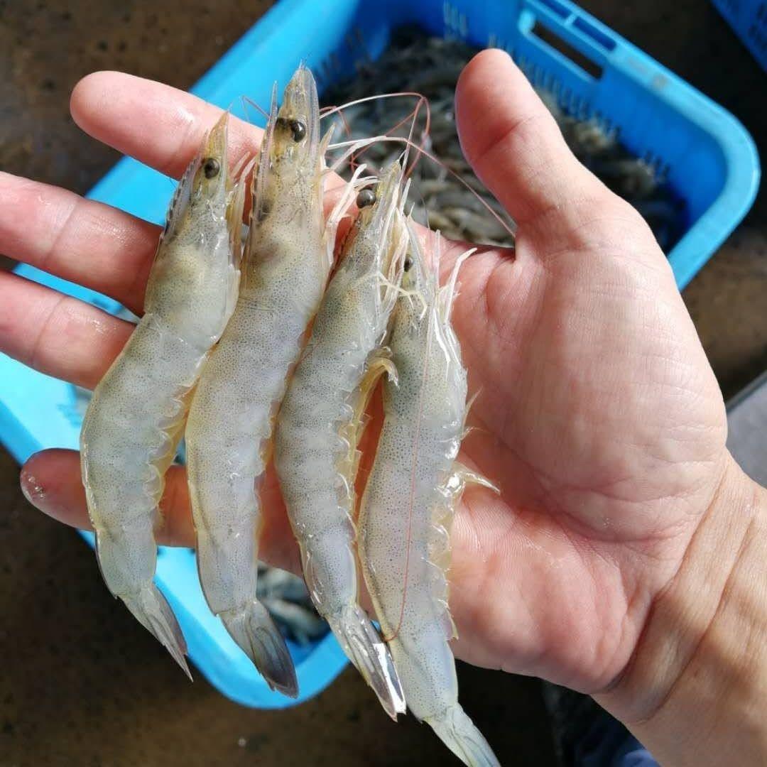 Fresh White Prawn 70-85pcs/kg